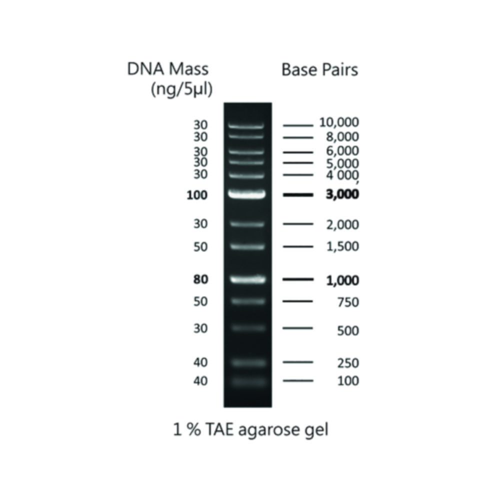 Markery DNA pre gélovú elektroforézu