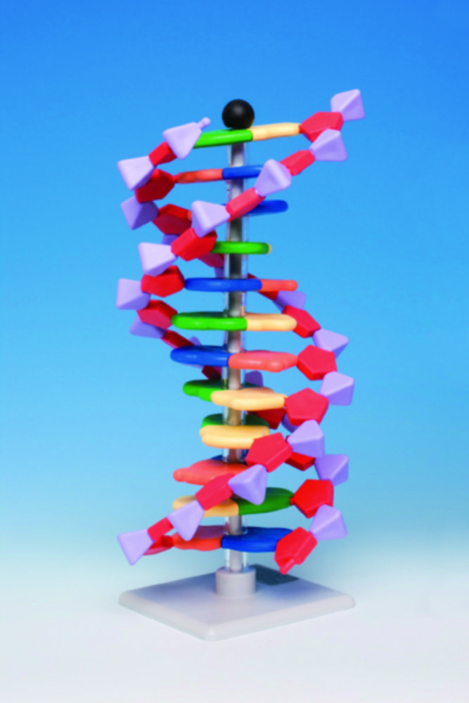 Molekulárny modelový systém <sup>miniDNA®</sup> / RNA Kits
